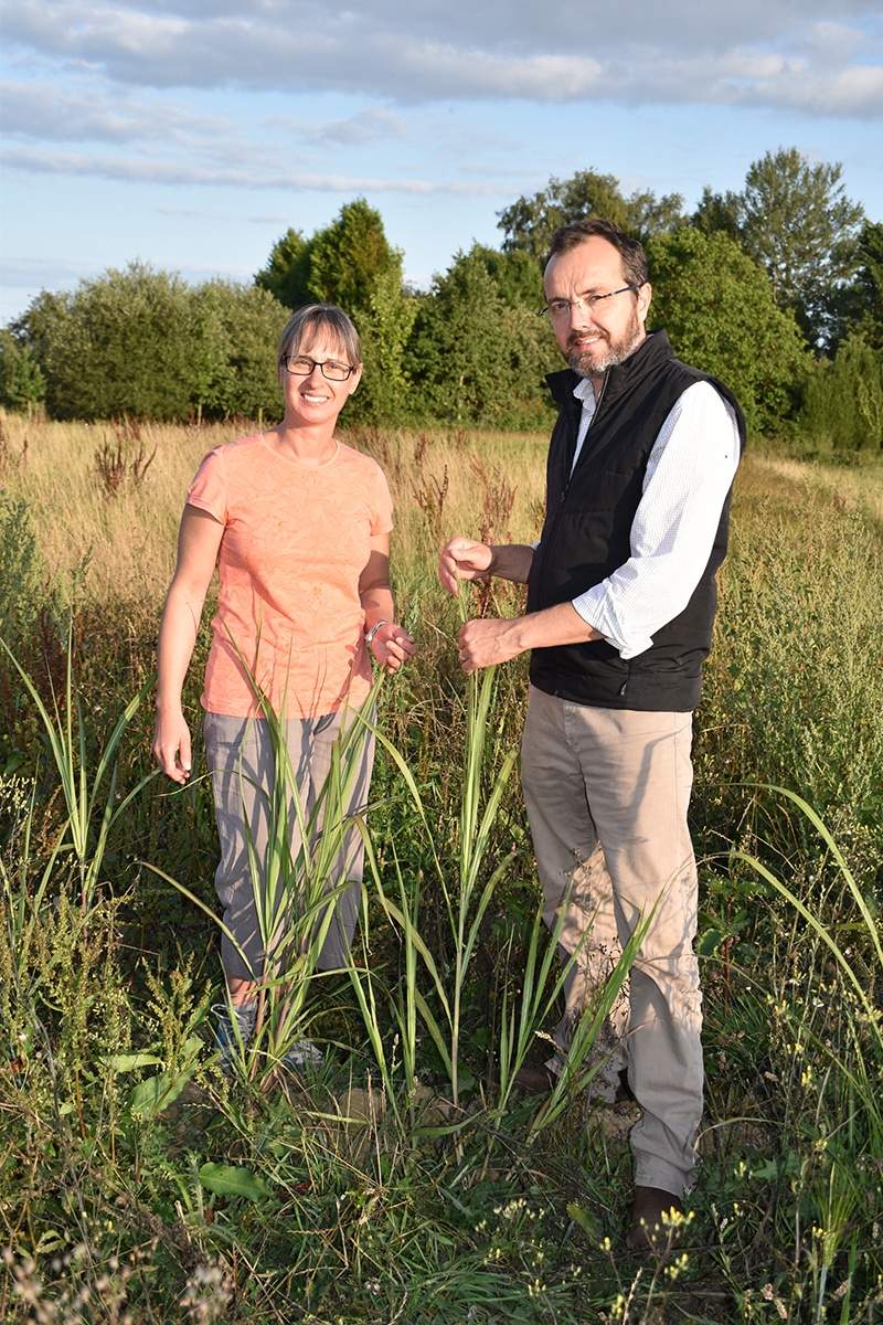producteur-miscanthus