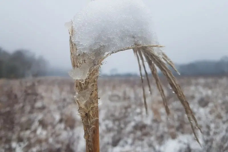 pailles-miscanthus