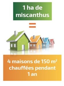 bio-combustible-miscanthus